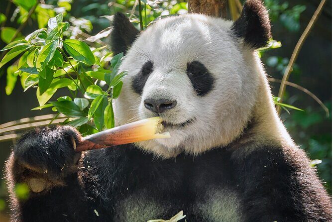 10D ChengDu, DuJiangYan, JiuZhaiGou, LeShan, Mount Emei - Good To Know