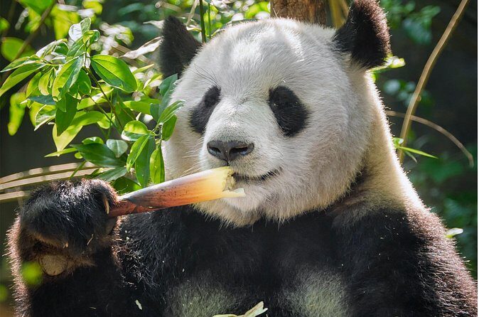 10D ChengDu, DuJiangYan, JiuZhaiGou, LeShan, Mount Emei - FAQ