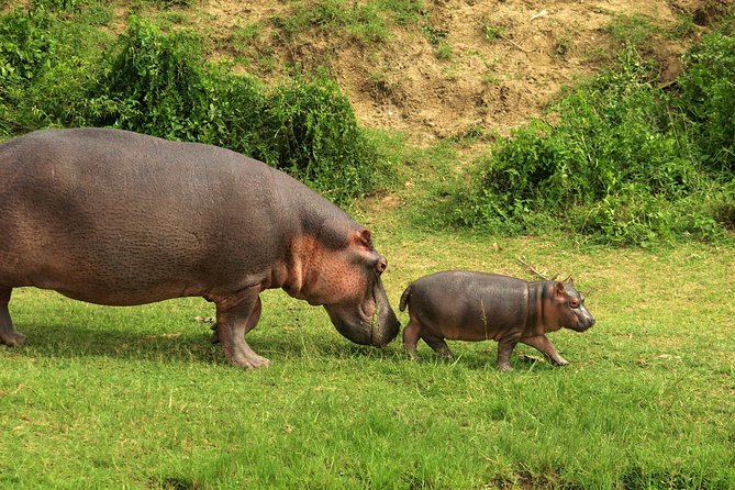 10DAYS Best of Uganda Mountain Gorillas Wildlife and Culture Tour - Good To Know