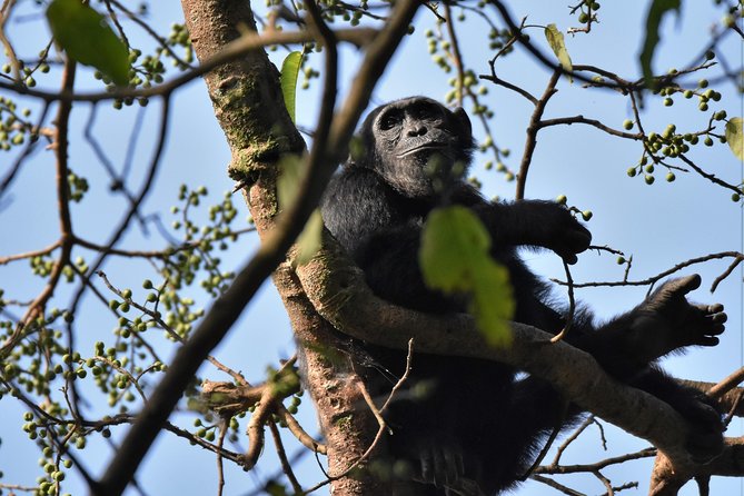 10DAYS Best of Uganda Mountain Gorillas Wildlife and Culture Tour - Wildlife Encounters