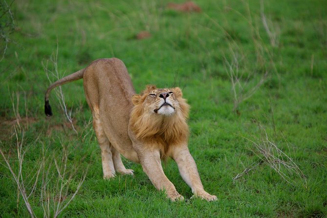10DAYS Best of Uganda Mountain Gorillas Wildlife and Culture Tour - Gorilla Trekking Experience