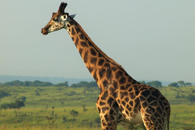 10DAYS Best of Uganda Mountain Gorillas Wildlife and Culture Tour - Meals Included