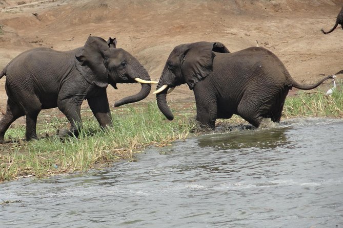 10DAYS Best of Uganda Mountain Gorillas Wildlife and Culture Tour - Booking and Pricing