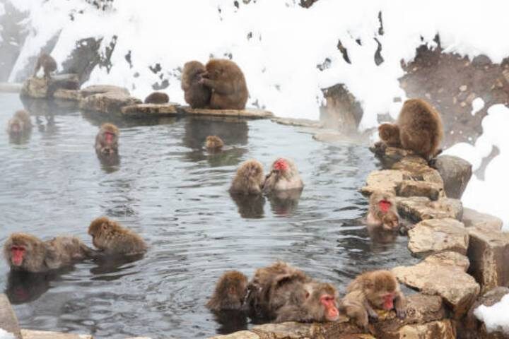 11 Day Explorer Central Japan Snow Monkey Park by UME Travel - Tokyo to Osaka - From Tokyo to Mount Fuji’s northern lakes