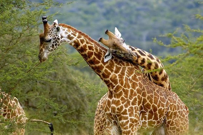 11-Day Kenya and Tanzania Best of Kenya Safari - Pickup Details