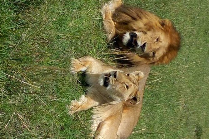 11-Day Kenya and Tanzania Best of Kenya Safari - Terms and Conditions