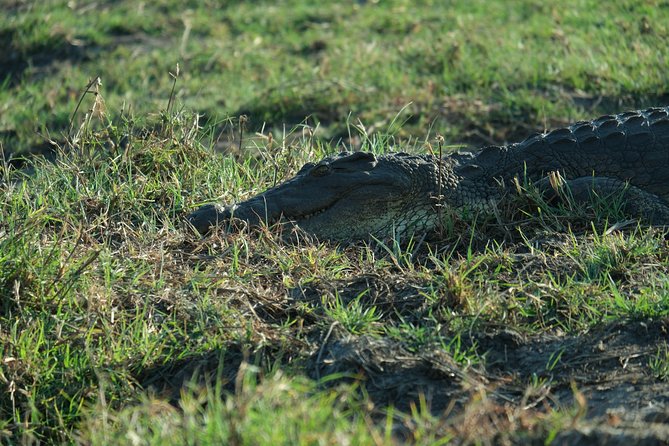 11 Day Private Camping Safari in Botswana With Airport Pickup - Safari Activities