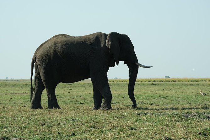 11 Day Private Camping Safari in Botswana With Airport Pickup - Accommodation Details