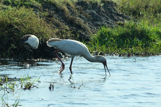 11 Day Private Camping Safari in Botswana With Airport Pickup - Pickup Assistance