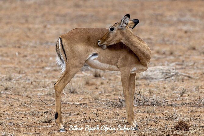 11-Day Serengeti, Maasai Mara, Tarangire, Amboseli Park - Good To Know