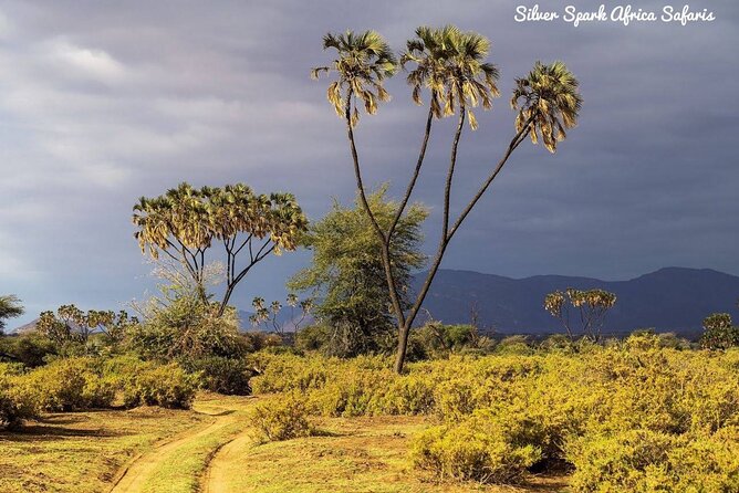 11-Day Serengeti, Maasai Mara, Tarangire, Amboseli Park - Tarangire National Park