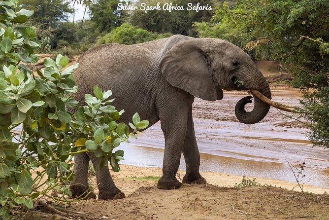 11-Day Serengeti, Maasai Mara, Tarangire, Amboseli Park - Amboseli National Park