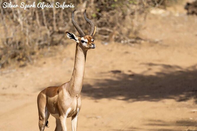 11-Day Serengeti, Maasai Mara, Tarangire, Amboseli Park - Accommodation Details