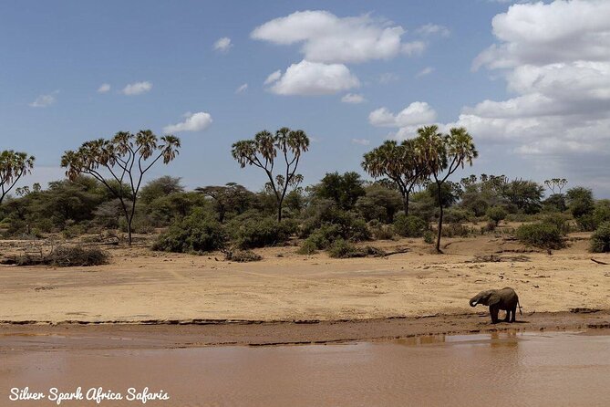 11-Day Serengeti, Maasai Mara, Tarangire, Amboseli Park - Meals Included