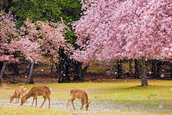 11 Day Southern Japan Cherry Blossom Festival by UME Travel - At a glance