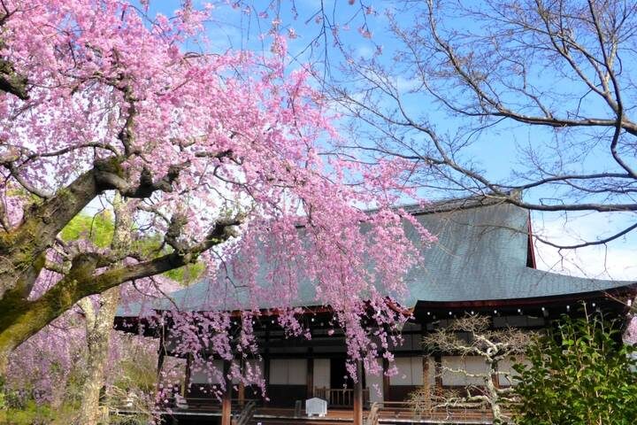 11 Day Southern Japan Cherry Blossom Festival by UME Travel - Kyoto at your own pace, then Arashiyama by rail
