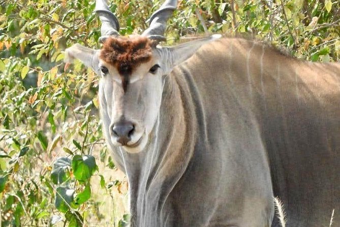 11-Day Wildebeest Migration Serengeti, Mara, Ngorongoro Crater. - Travel Tips and Recommendations