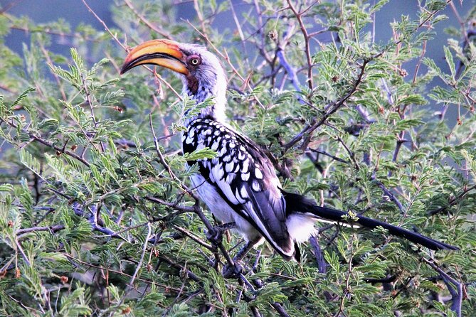 11 Days Aberdares, Samburu, Naivasha, Masai Mara & Diani Luxury Kenya Holiday - Meals & Drinks