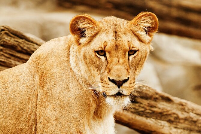 11 Days Aberdares, Samburu, Naivasha, Masai Mara & Diani Luxury Kenya Holiday - Pricing