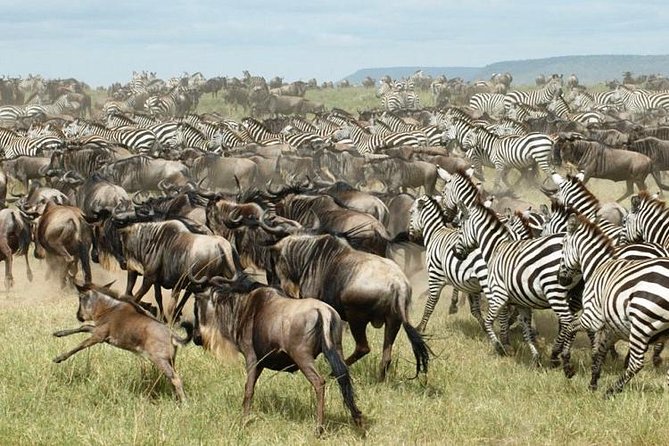11 Days Best of Kenya &Tanzania Camping Safari - Seasonal Highlight