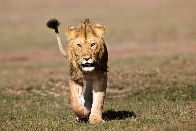 11 Days Best of Kenya &Tanzania Camping Safari - Inclusions and Amenities