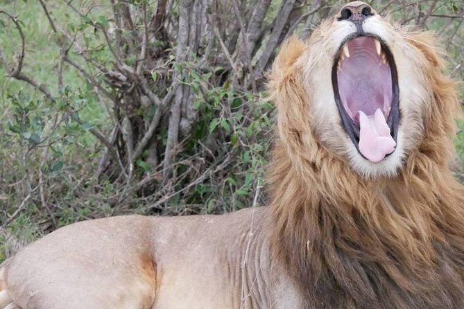 11 Days Best of Kenya &Tanzania Camping Safari - Transportation Logistics