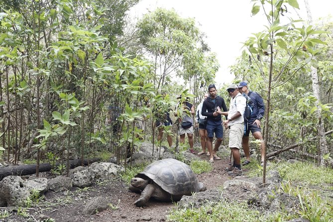 11 Days Galapagos Full Experiences Santa Cruz- Isabela - San Cristobal - Day 5: Isabelas Natural Wonders