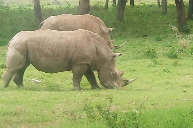 11 Days Guided Group Safari in Kenya And Tanzania - Accommodation Details