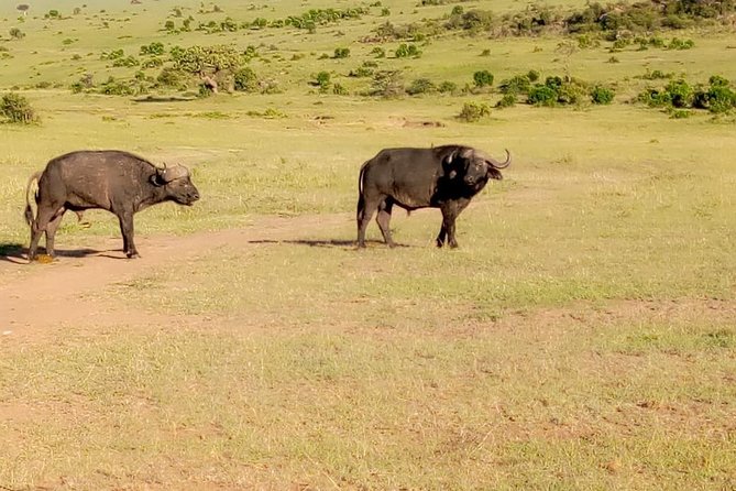 11 Days Guided Group Safari in Kenya And Tanzania - Safari Vehicles