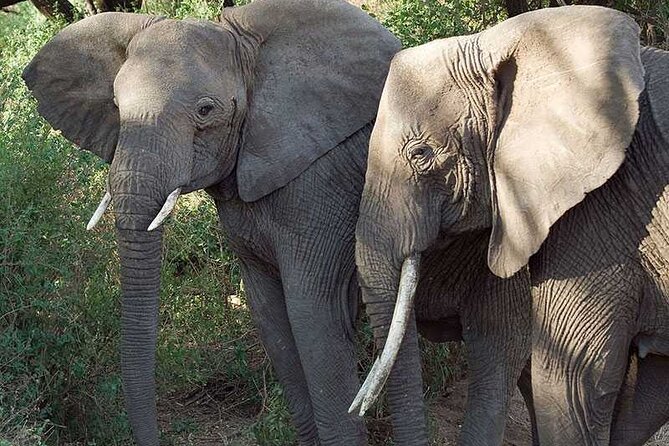 11 Days Guided Group Safari in Kenya And Tanzania - Pickup Logistics