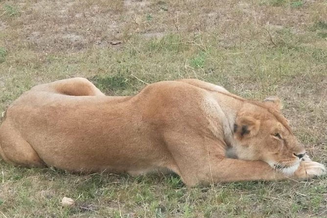 11 Days Guided Group Safari in Kenya And Tanzania - Important Information