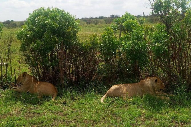 11 Days Guided Group Safari in Kenya And Tanzania - Pricing and Reviews