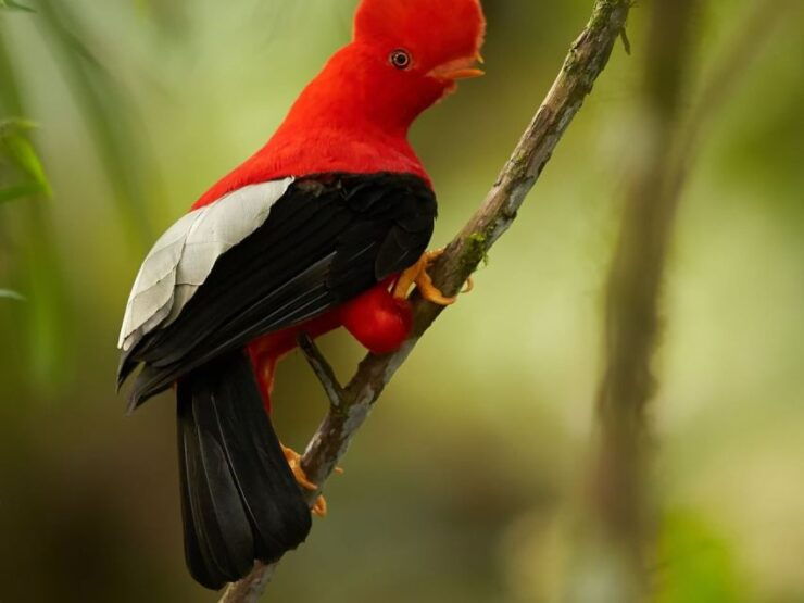 11 Days Ica, Nazca, Cusco, Sacred Valley, Puno Hotel 4* - Hotel Accommodations