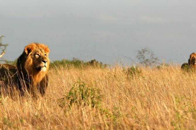 11 Days Kenya Lodge Holiday Safari - Accommodation Details