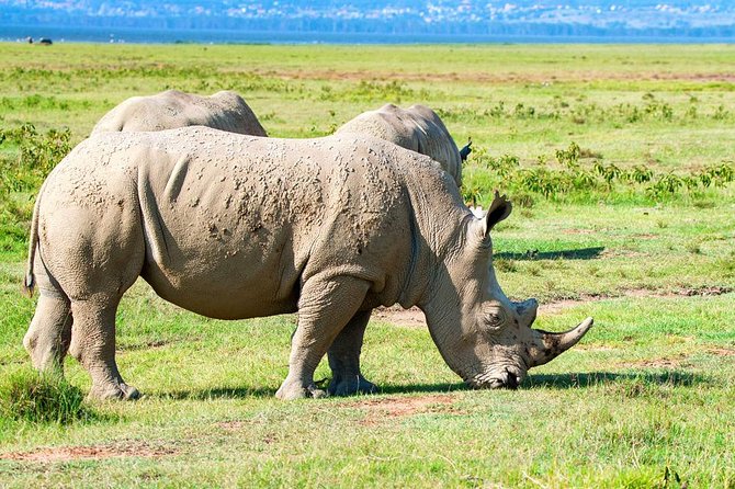 11 Days Kenya Lodge Holiday Safari - Booking and Pricing