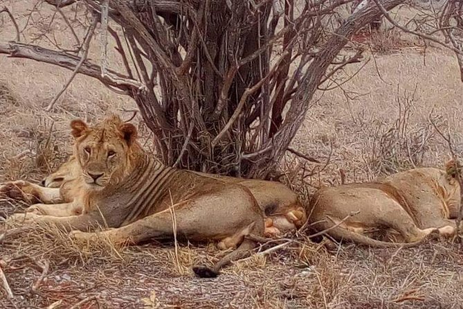 11-Days Kenya Zanzibar Safari - Tour Guide and Services