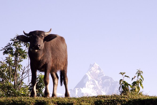 11 Days Panorama Panchase Homestay Trek - Common Questions