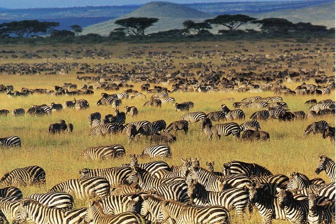 11 Days: Tanzania &Rwanda Safaris (Great Migration and Air Balloon) - Private Transportation Details