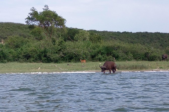 11 Days Uganda +Gorillas - Exotic Wildlife Encounters