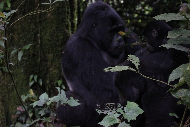 11 Days Uganda +Gorillas - Frequently Asked Questions