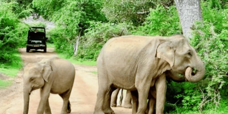 11 nights, 12 days round trip in Sri Lanka: nature, culture, local experiences! - The Scenic Highlights