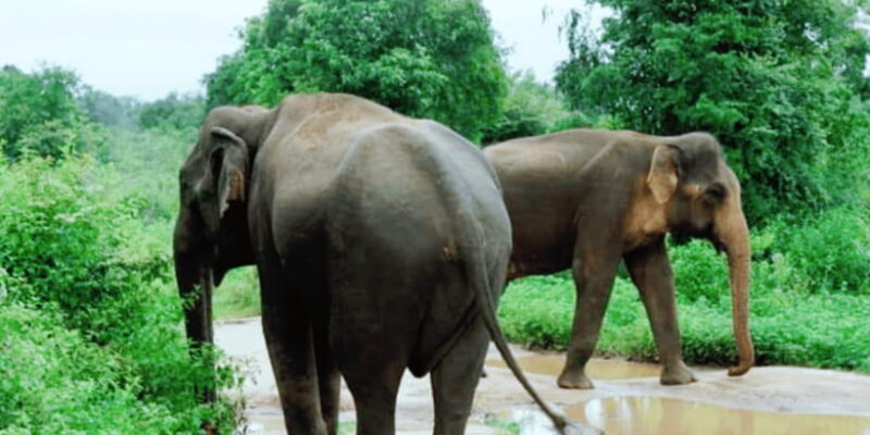 11 nights, 12 days round trip in Sri Lanka: nature, culture, local experiences! - The Sum Up