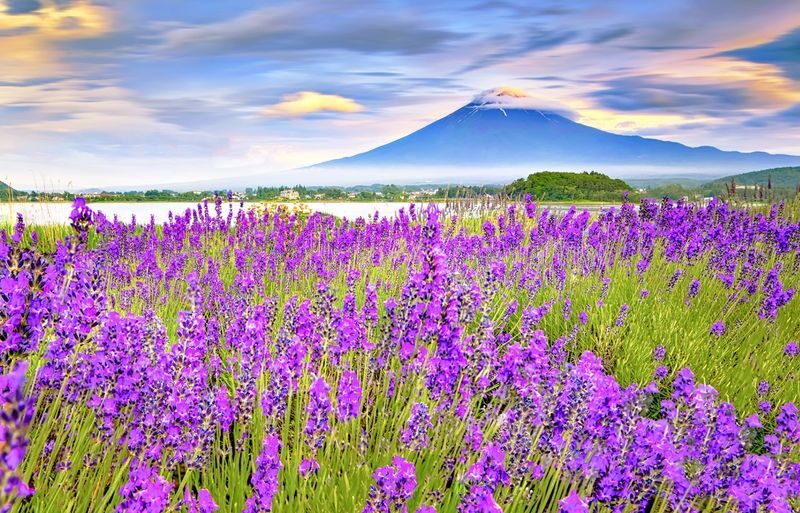 12:30 Departure - Mount Fuji with free dinner set - Kawaguchiko, Oishi Park, Oshino Hakkai, Illumination tour - A later start built around changing light