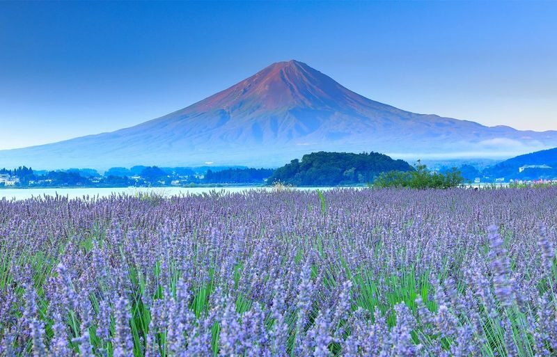 12:30 Departure - Mount Fuji with free dinner set - Kawaguchiko, Oishi Park, Oshino Hakkai, Illumination tour - Oishi Park and the value of a planned stop
