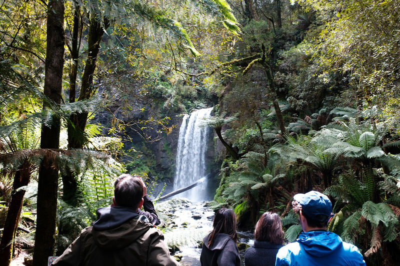 12 Apostles, Otways & Great Ocean Road Tour from Melbourne - The Otways waterfall hike is the day’s active stretch