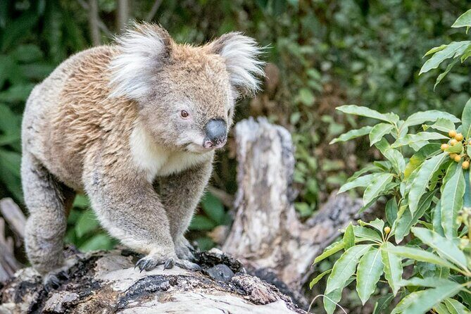 12 Apostles,Great Ocean Road Tour - hotel PICKUP & free entries - Who Is This Tour Best For?