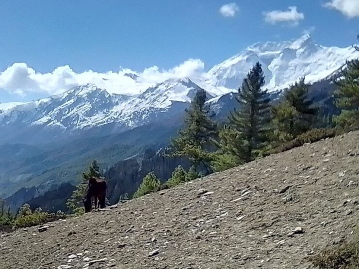 12 Day Annapurna Circuit Trek From Pokhara or Kathmandu - Experience Highlights and Itinerary Overview