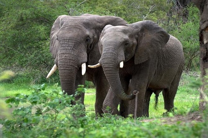 12-DAY Best Kenya and Tanzania Budget Safari From Nairobi - Safari Vehicle Features