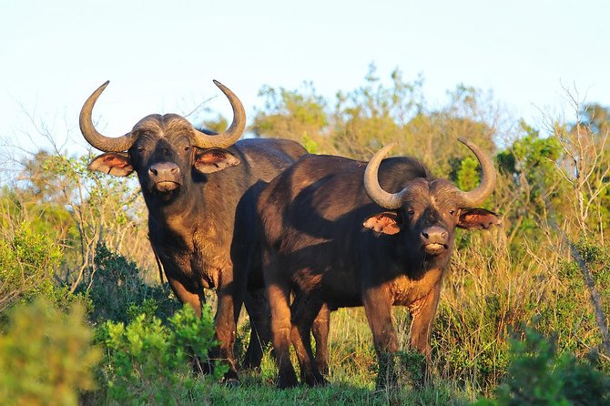 12-DAY Best Kenya and Tanzania Budget Safari From Nairobi - Pickup and Meeting Instructions