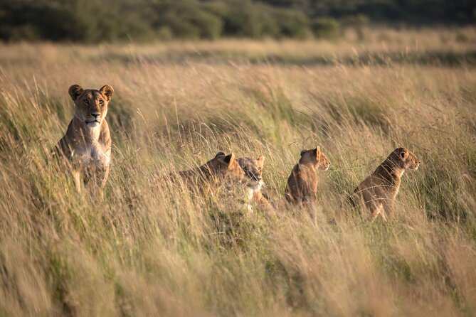 12-Day Best of Kenya and Tanzania Wildlife Encounter Safari - Wildlife Encounters Schedule